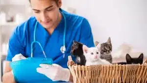 مشکلات رایج سلامت گربهها: علائم، پیشگیری و درمان