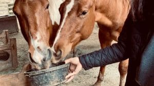 مواد مغذی و مکمل‌های اساسی برای اسب‌ها