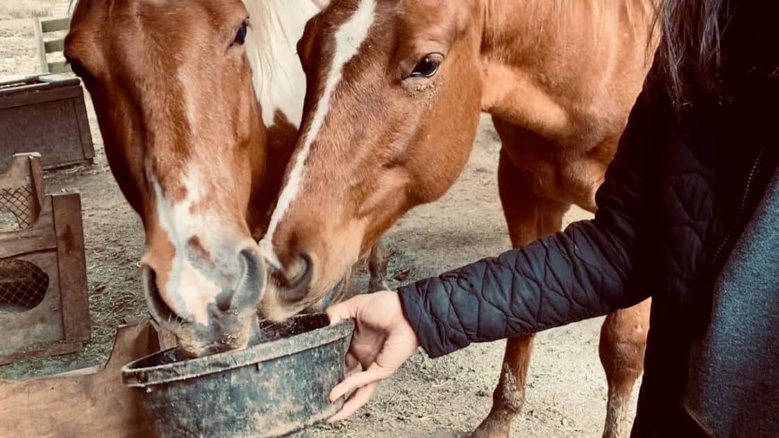 مواد مغذی و مکمل‌های اساسی برای اسب‌ها